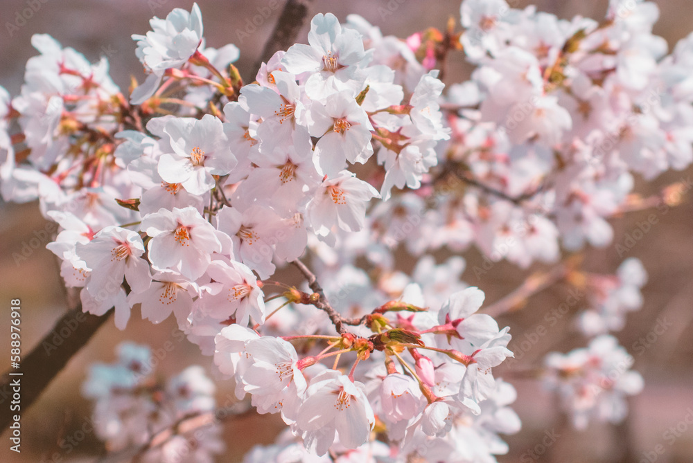 cherry blossom on spring