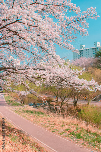 cherry blossom on spring