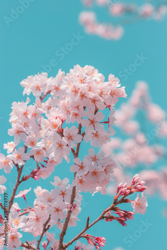 cherry blossom on spring