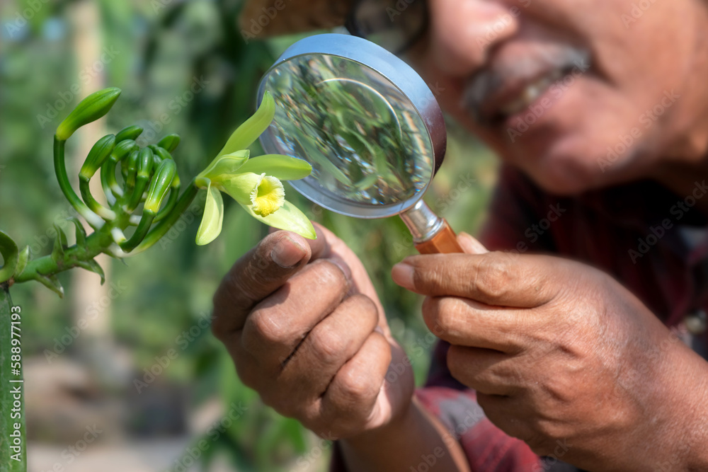 Farmer looks at the Vanilla flower with a magnifying glass, Vanilla flowers beginning to bloom in the morning on plantation, Vanilla fargrans (Salish), selective focus