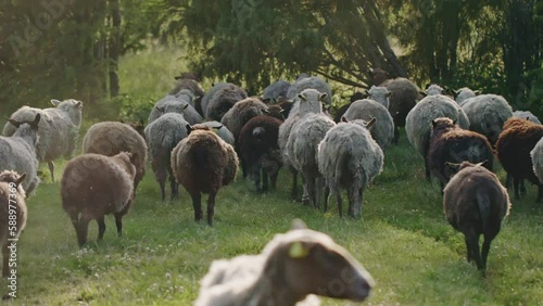 A flock of brown and white sheep on a summer evening, energetically moving to new grazing grounds while being surrounded by buzzing flies. This showcases the concept of sheep farming and herding.