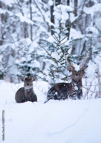 doe winter snow