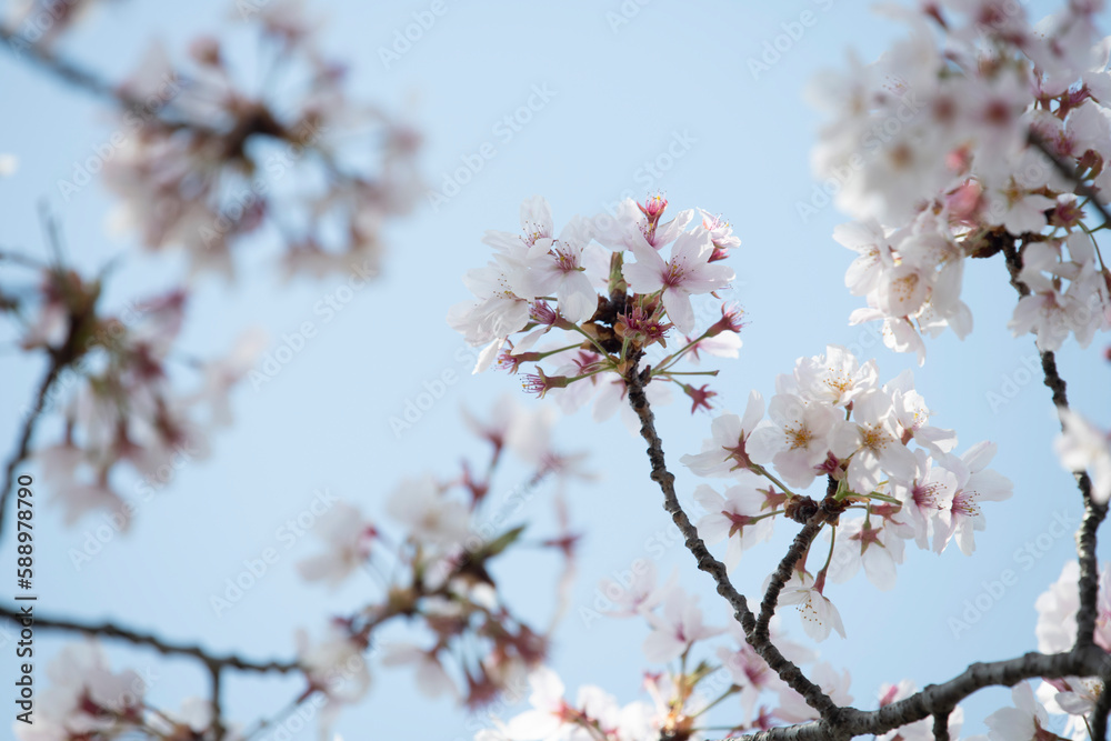 Obraz premium Cherry Blossoms cherry tree flower