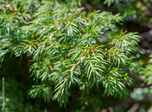Detail of branches and leaves of Common Juniper  Juniperus communis subsp. alpina. Photo taken in the Mieming Range  by de Seebensee lake  State of Tyrol  Austria.
