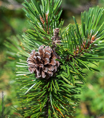 Detail of leaves, branches and cones of Dwarf Mountain pine, Pinus mugo. Photo taken in the Mieming Range, State of Tyrol, Austria.