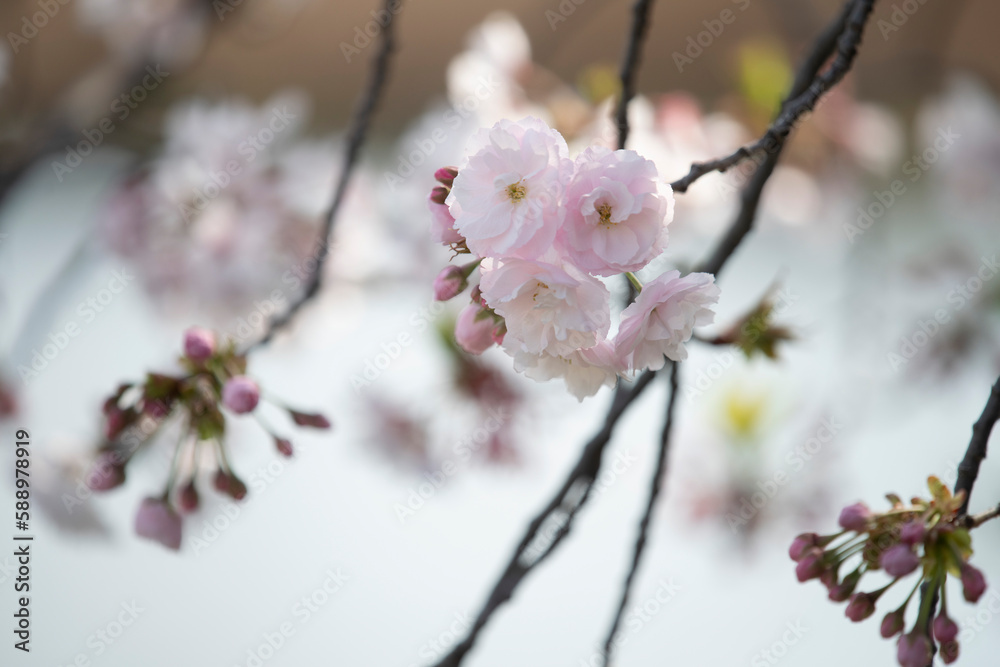 Cherry Blossoms cherry tree flower Cherry Blossoms cherry tree flower