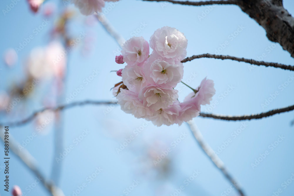 Cherry Blossoms cherry tree flower Cherry Blossoms cherry tree flower