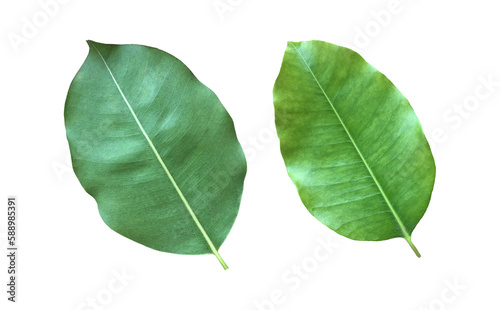 Isolated green and fresh leaf of spanish cherry or bullet wood with clipping paths.