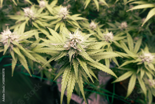 Weed plant growth in indoor tent, film style