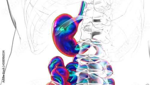Stomach Anatomy Human Digestive System For Medical Concept 3D