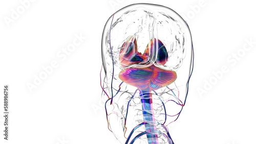 Human brain anatomy for medical concept 3D rendering photo