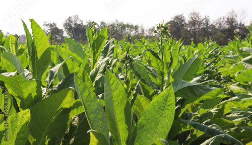 green tobacco in the field