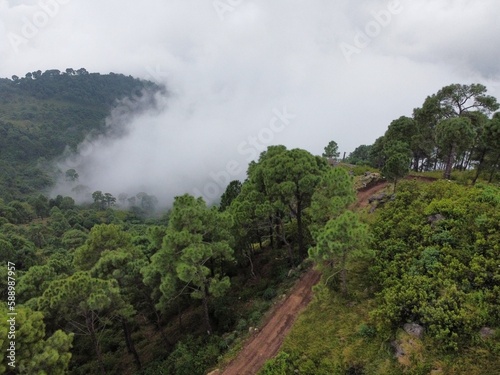 tropical forest in the clouds photo