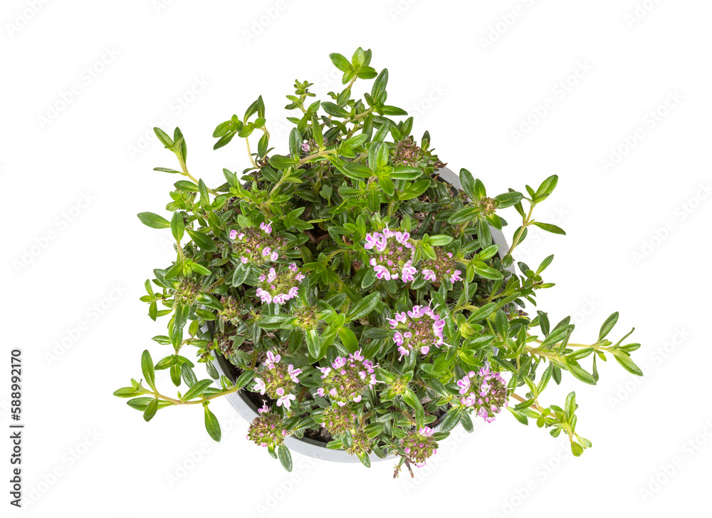 Winter savory, young plant in a gray plastic pot. Satureja montana