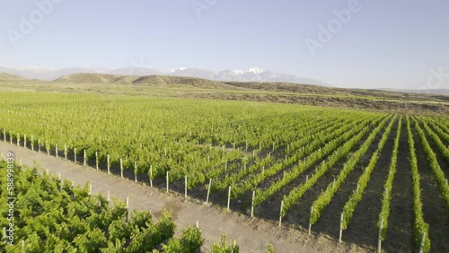 Viñedo, viña, plantación, agricultura con la cordillera de los andes nevada de fondo. Plano de dron, panorámica. Provincia de Mendoza, Argentina.  photo