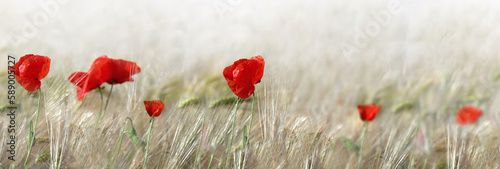 panoramic view on red poppies flowers blooming in a cereal field