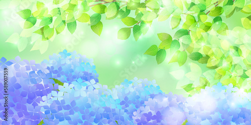 あじさい　新緑　花　背景