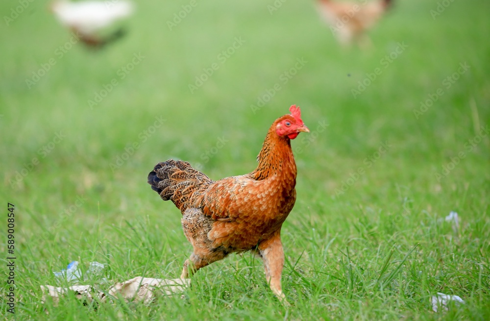 Fototapeta premium chicken babon in green grass