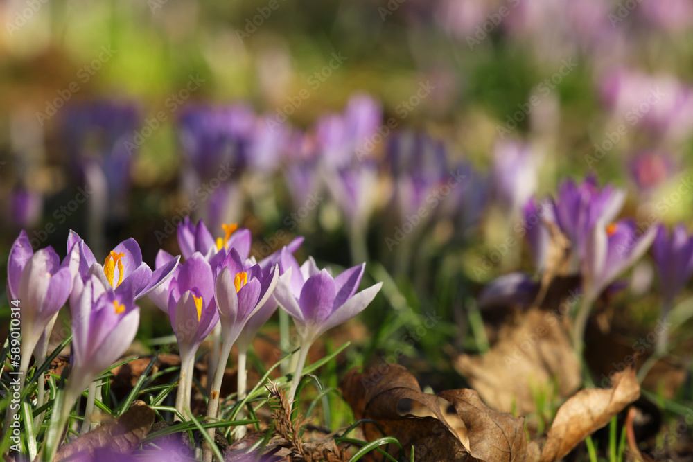 Many beautiful violet crocus flowers growing outdoors Many beautiful violet crocus flowers growing outdoors