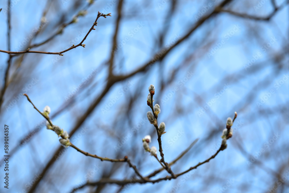 Beautiful pussy willow branches with catkins against blue sky Beautiful pussy willow branches with catkins against blue sky