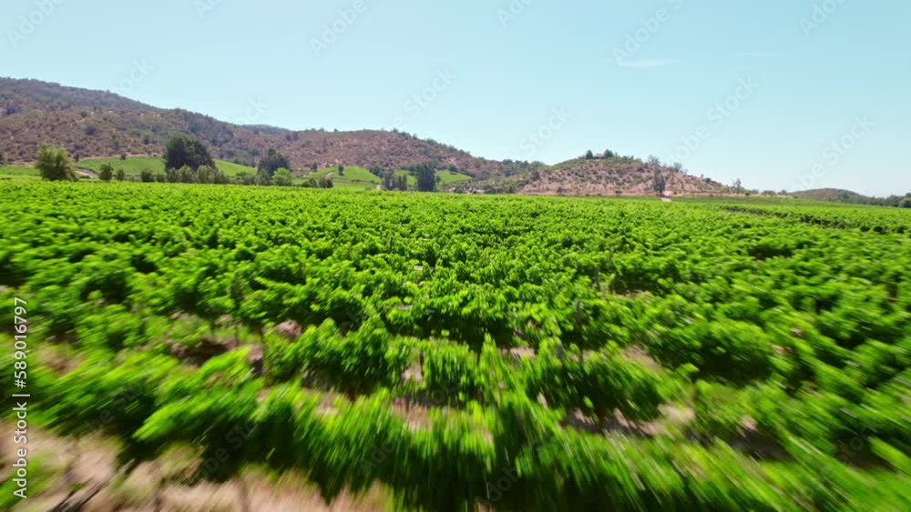 Dolly in between vines of a vineyard with blur on the move on a sunny day, Cachapoal Valley, Chile. Dolly in between vines of a vineyard with blur on the move on a sunny day, Cachapoal Valley, Chile.