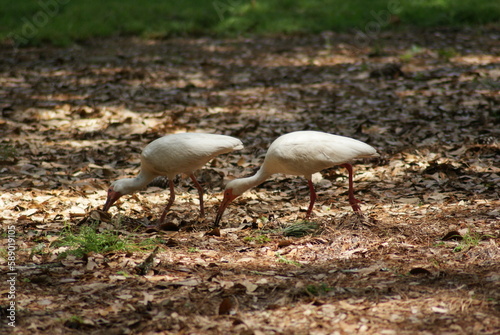 American White Ibis