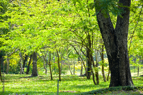 Bright light and beauty, fresh green, big tree in park, Bangkok