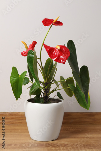 Beautiful anthurium in pot on floor indoors. House plants