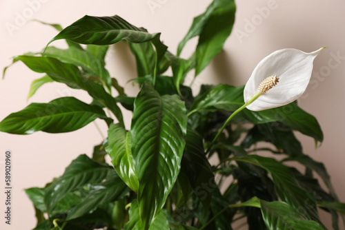 Beautiful spathiphyllum on beige background, closeup. House decor