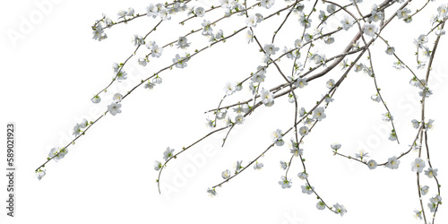 Nature and tropical forest concept. Prunus White Blossom isolated on transparent background. 3d rendering illustration. PNG format 