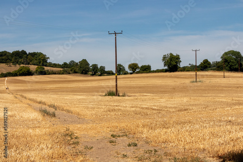 Corn stubble in a field photo