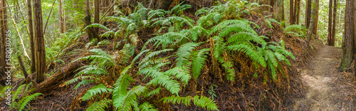 Panorama of a walking path through redwood forest in northern california with ferns