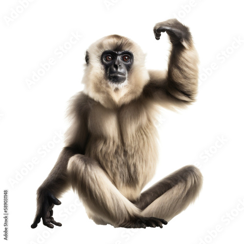 Delightful Brown Sitting Gibbon Monkey, Front View. Generative AI