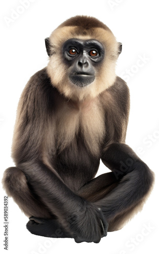 Appealing Sitting Gibbon Monkey, Studio Shot Portrait. Generative AI
