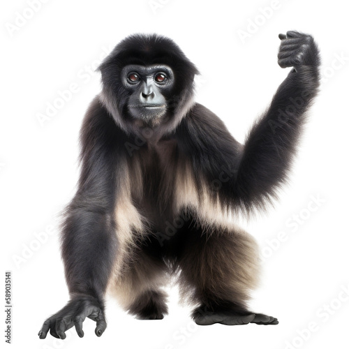 Impressive Standing Black Gibbon Monkey, Front View. Generative AI © PNG-Universe