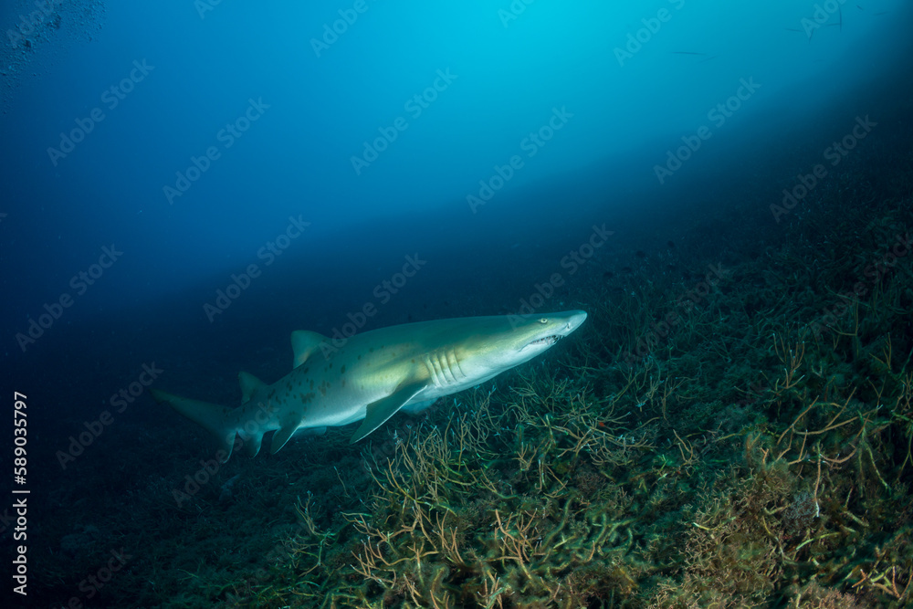 Fototapeta premium 歯に釣り糸を絡めたシロワニ 小笠原