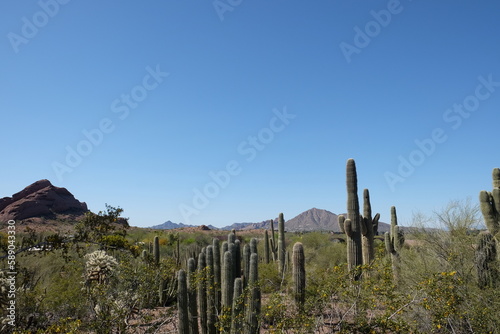 Cactus in the desert with mountain background