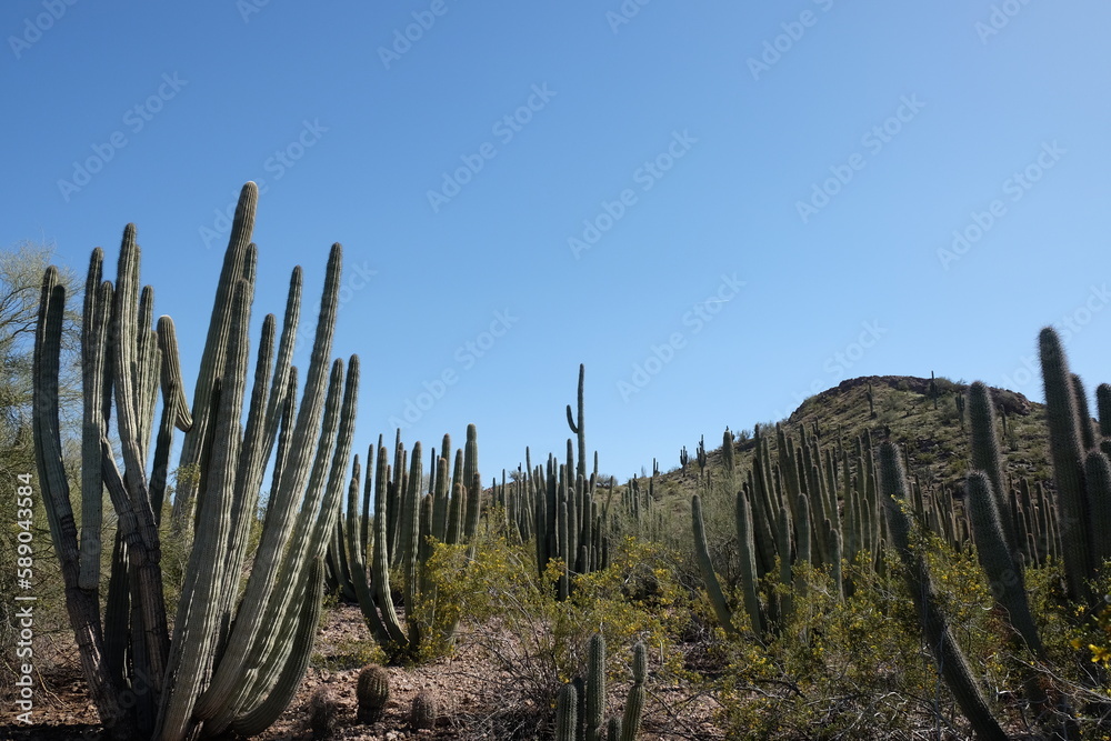 cactus and desert landscape with mountain background 
