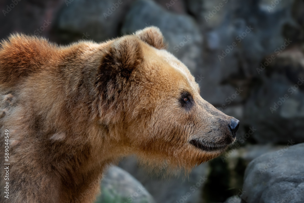 Side view of the head of a Kamchatka bear (Ursus arctos beringianus) Side view of the head of a Kamchatka bear (Ursus arctos beringianus)