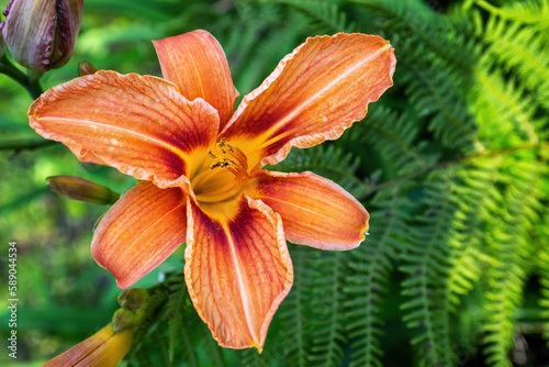 Orange asiatic lily flower in the garden