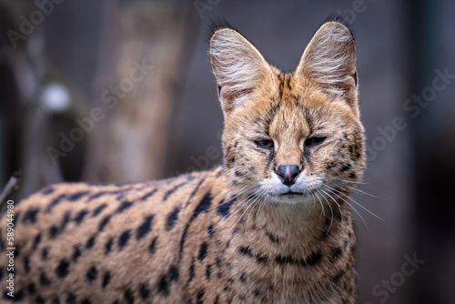 Portrait of a serval, Leptailurus serval