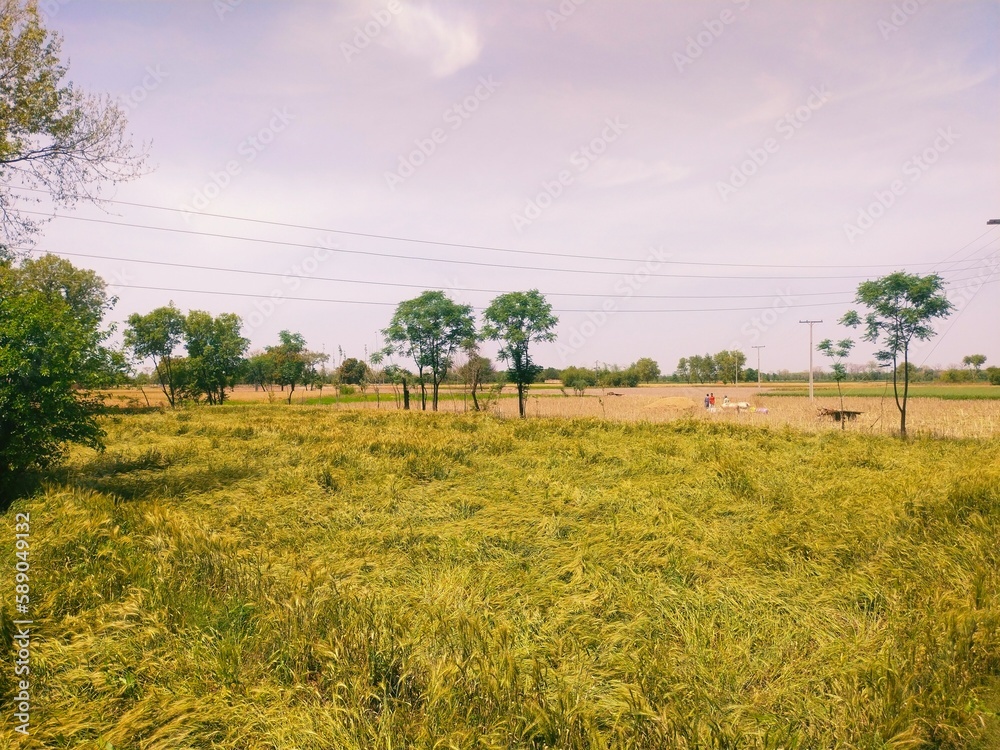 Fototapeta premium trees in region country