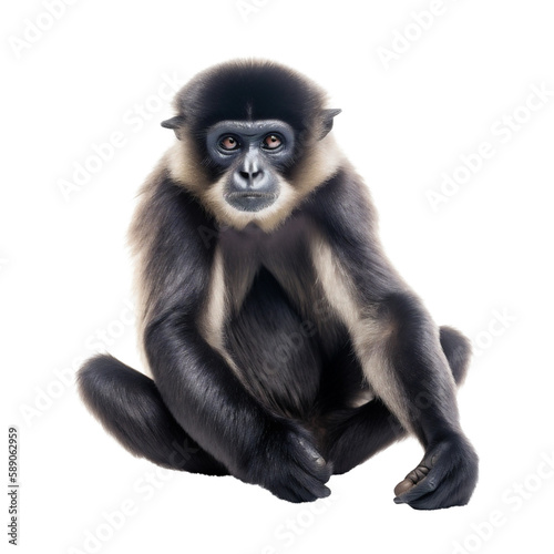 Enticing Sitting Black Gibbon Monkey, Front View. Generative AI © PNG-Universe