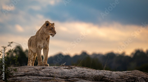 A lion cub, Panthera leo, stands on top of a rock and looks to the right. 
 photo