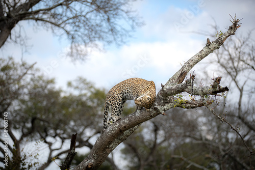 A leopard, Panthera pardus, scratches her head on a branch. 

 photo
