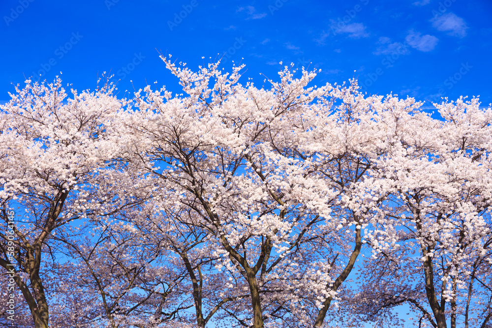 pink cherry blossom and blue sky	