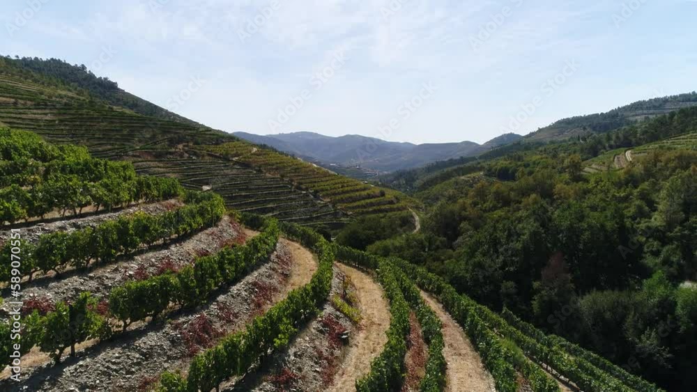 Mountain Terrace Vineyards in Douro Region North of Portugal Aerial View Mountain Terrace Vineyards in Douro Region North of Portugal Aerial View