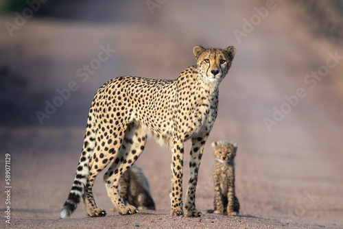A cheetah and cub, Acinonyx jubatus, stand together, direct gaze. 
 photo