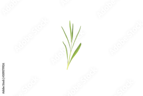 Concept of cozy with plants  small plant sprout  isolated on white background
