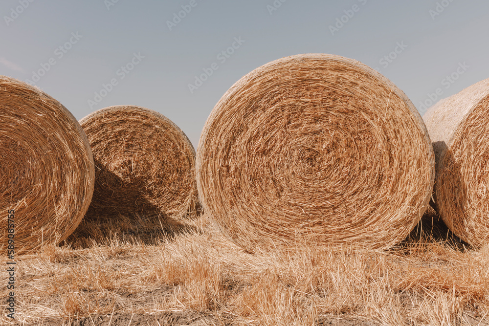 Stacked wrapped round hay bales in a field after harvest. Stacked wrapped round hay bales in a field after harvest.